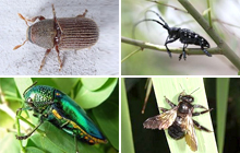 Boring insects